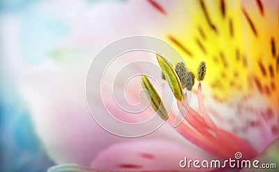 Beautiful Ñolorful flowers alstroemeria macro shot. Shallow focus. Abstract flower background. Stock Photo